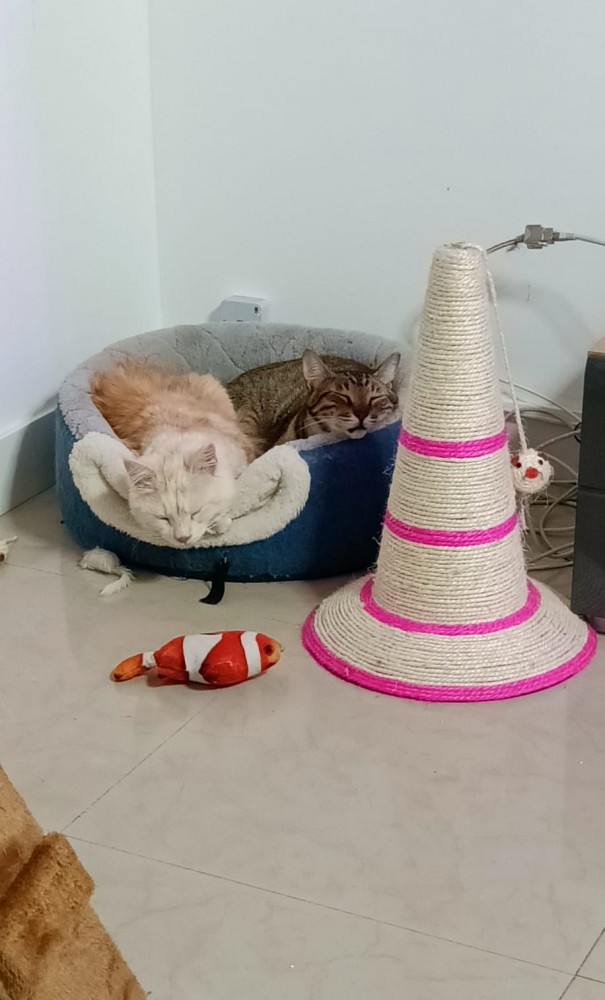 Котовторник 25.01.22