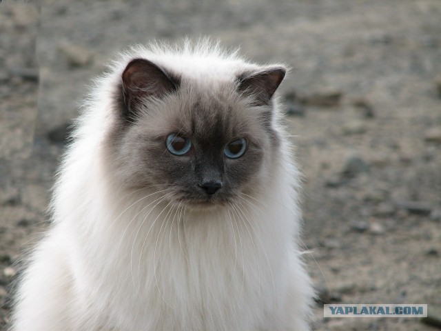 Ну, поехали в котоввторник!