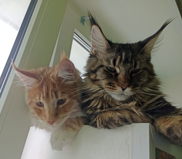 Котовторнику посвящается