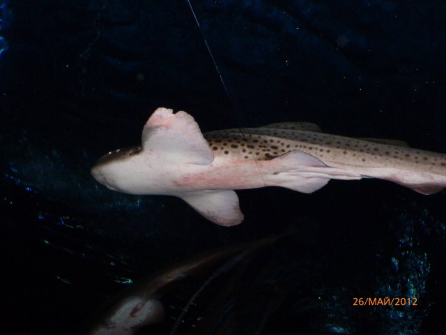 Путешествие в Таиланд.