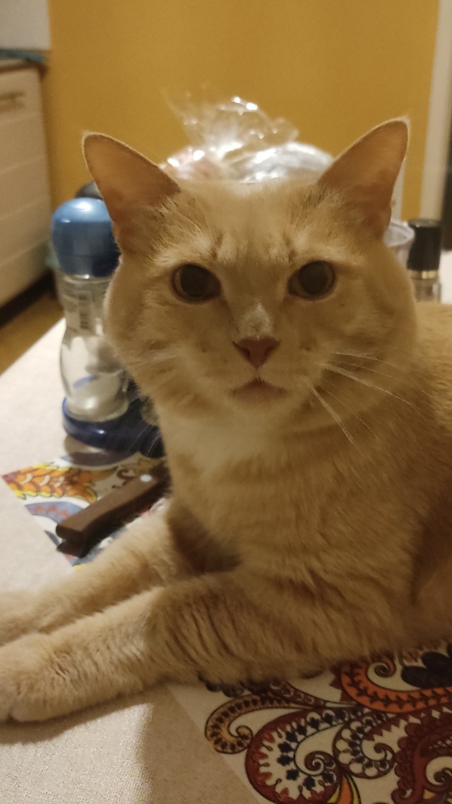 "Моему 10-летнему коту было одиноко, поэтому я усыновила для него котенка. Я думаю, он очень доволен этим."