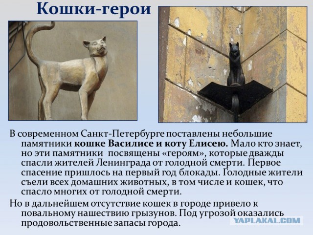 Кот Василий - герой блокадного Ленинграда