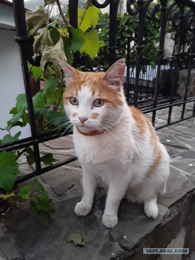 Котики Стамбула
