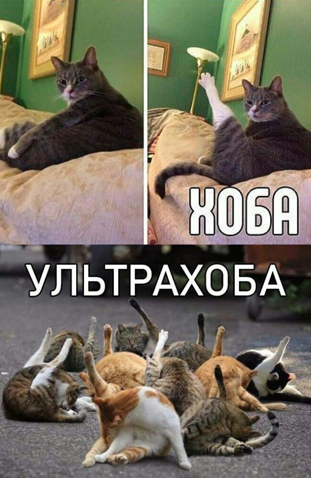 Победная поступь идиотизма по планете – том 17