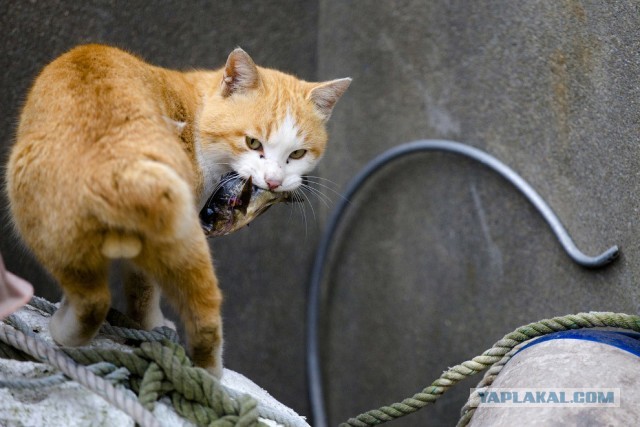 Котовторник! 16+ Коллеги-рабы, отмечаемся, у кого хозяину много лет!