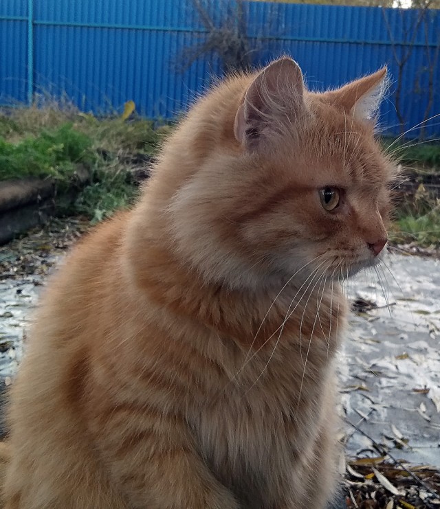Котовторник Рыжих