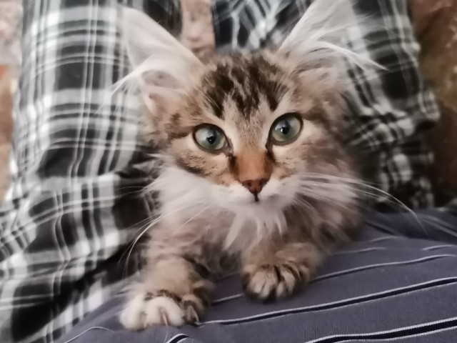 Подбирайте дворовых котят, из них получаются самые благодарные кошки