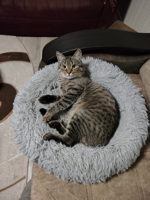 Мой котяра