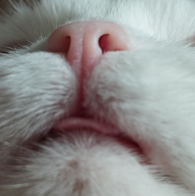С котовторником ЯПовцы