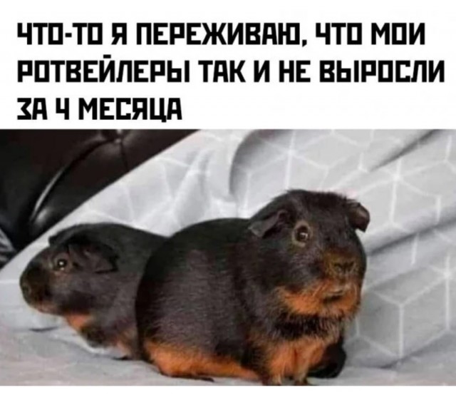 Маленькая пятница
