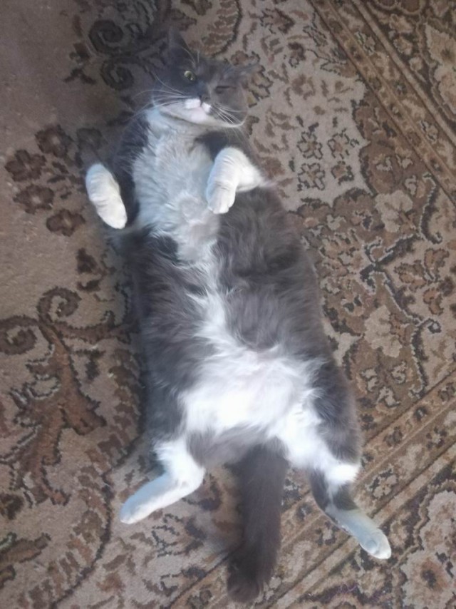 Толстые коты