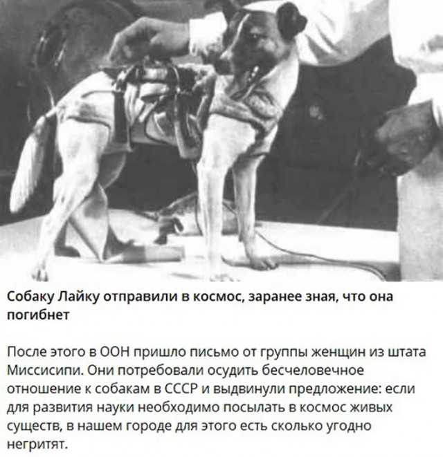 Собаки из истории в картинках