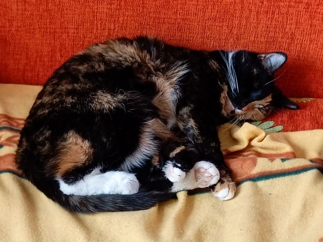 Котовторник!