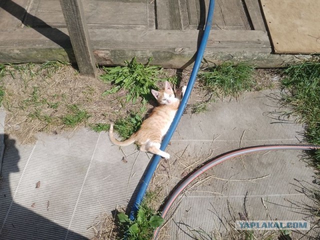 Жизнь домашнего приюта для котеек 503