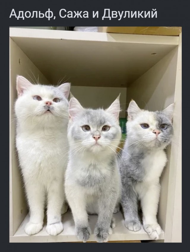 «Грязные» котики