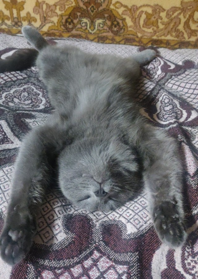 Спящий кот