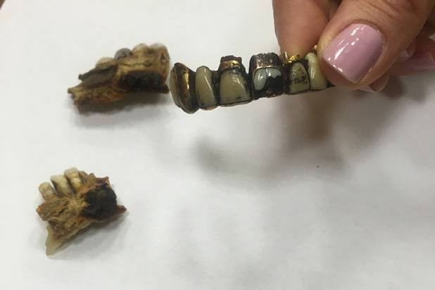 Челюсть Адольфа Гитлера показали в архиве ФСБ РФ