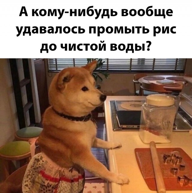 Весёлый полтишок 14.05.25.