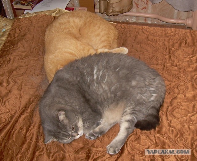 Котовторник 25.06.2013