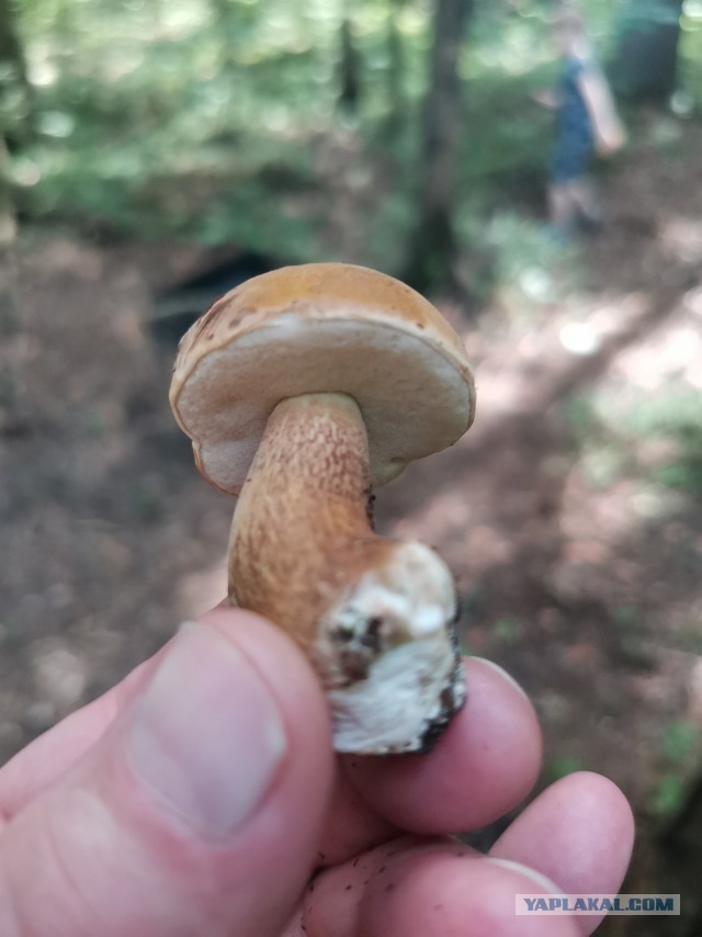 Грибы пошли СПб