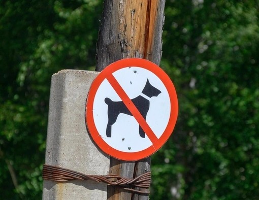 Красноярец убил собаку, чтобы не платить за эвтаназию