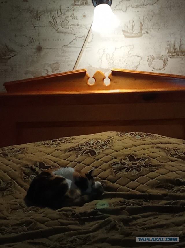 Забираем котика на стену