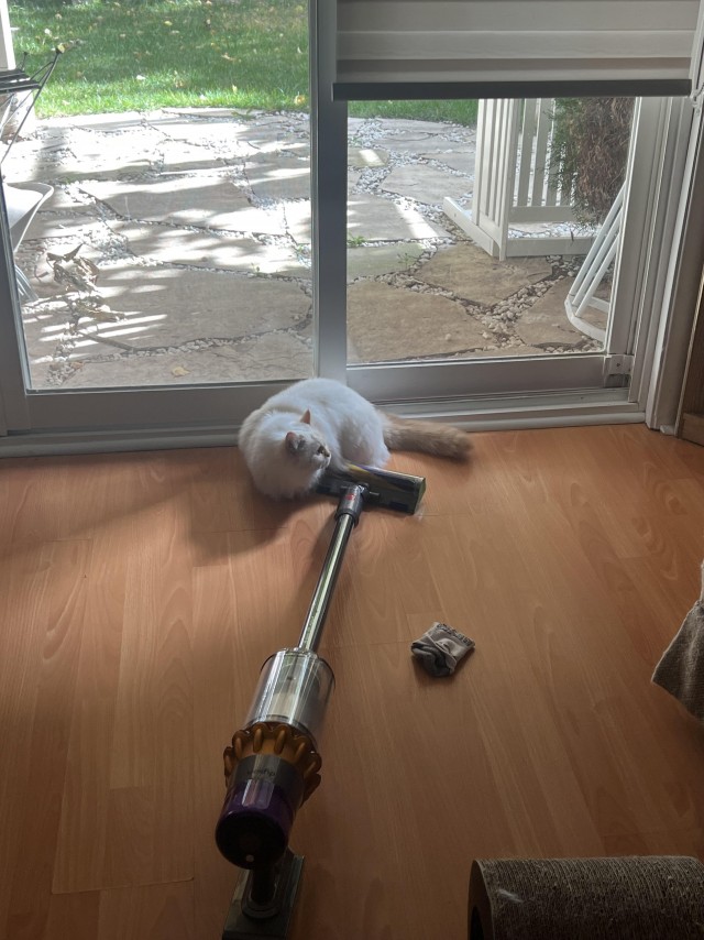 Напугал кошку пердежом