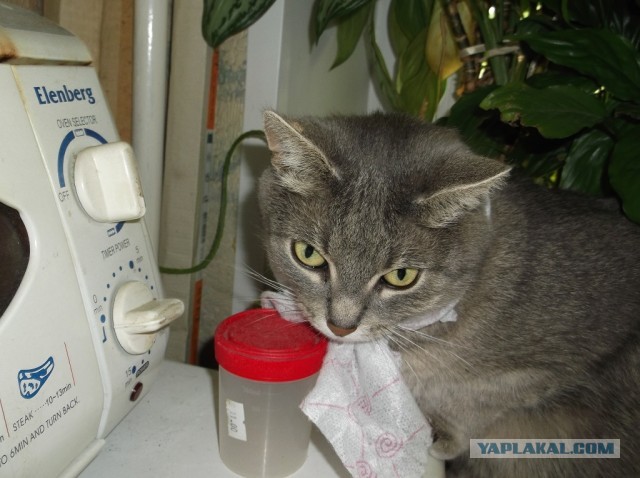 Котовторник 9.07.2013