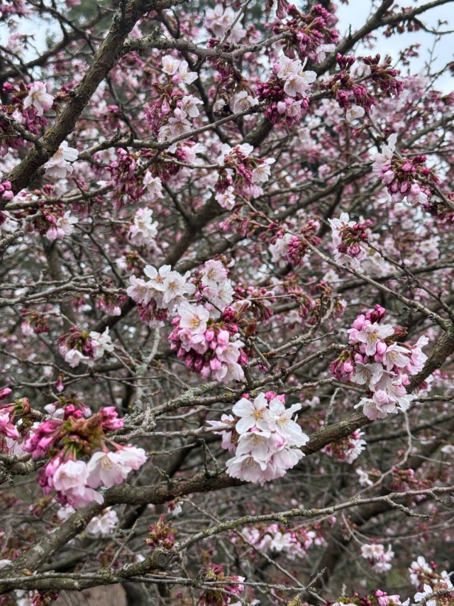 В ботаническом саду Петра Великого (СПб) расцветает сакура
