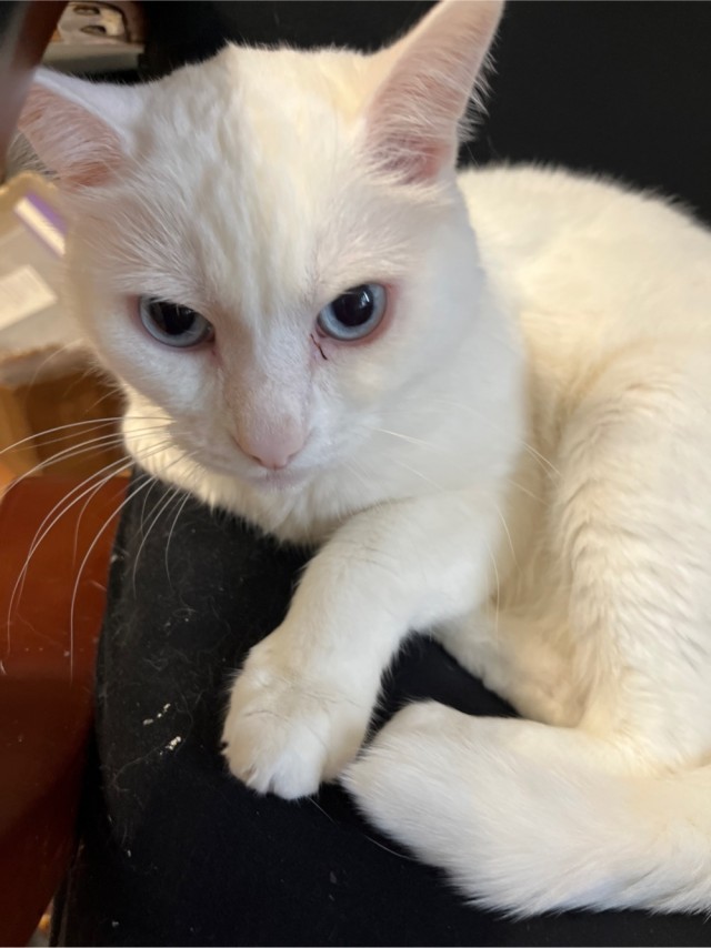 Кот
