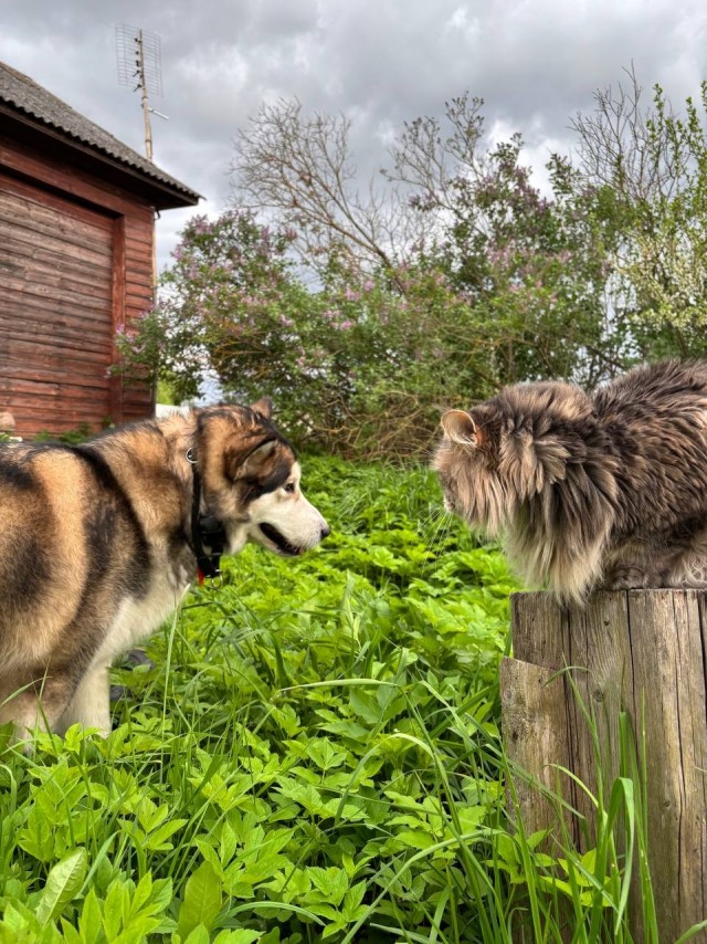 Котовторник. Зифи