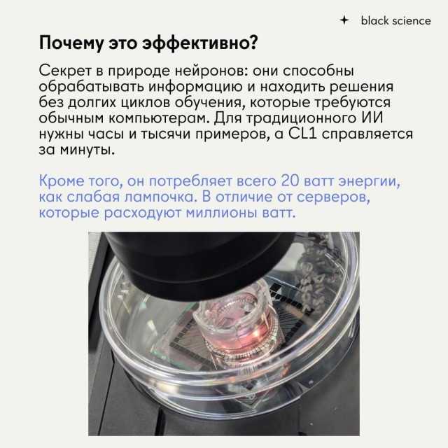CL1: первый коммерческий биологический компьютер, работающий на человеческих нейронах.