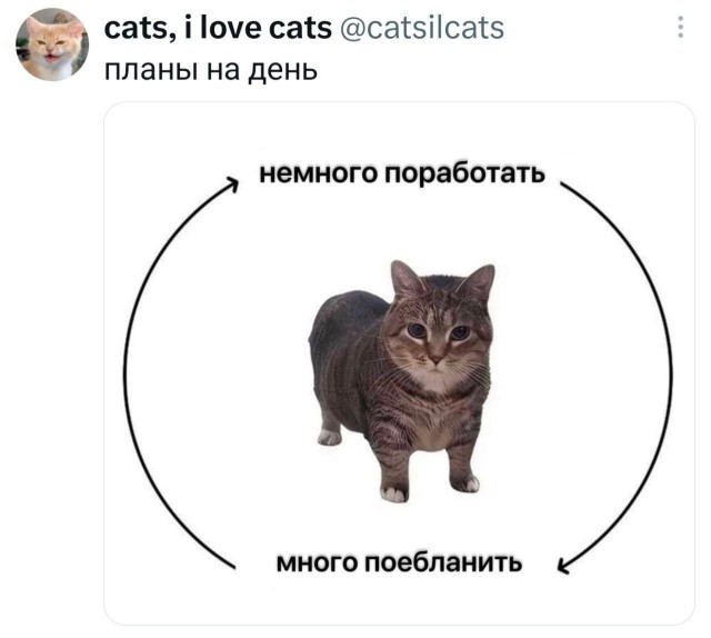 Планы  на день