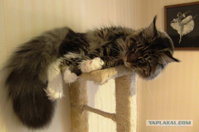 Коты Севастополя