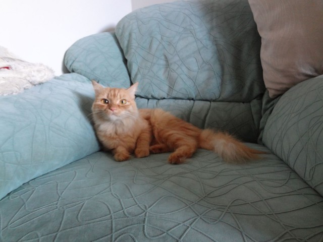 Котовторник  10.12.2013