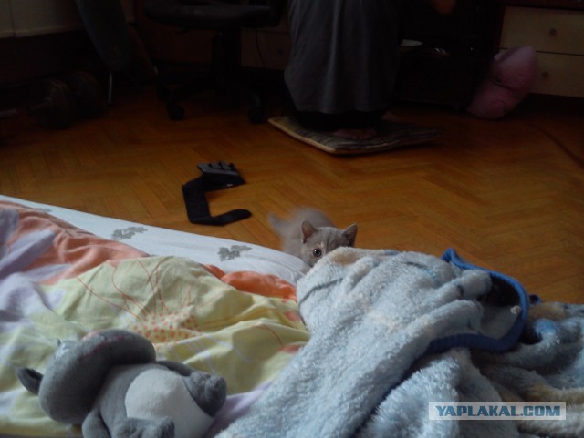 Котовторник на вторник, Котовторник
