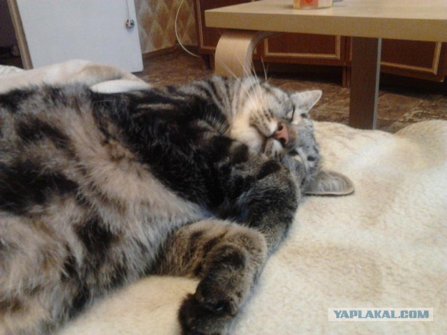Котовторник 01.04.2014