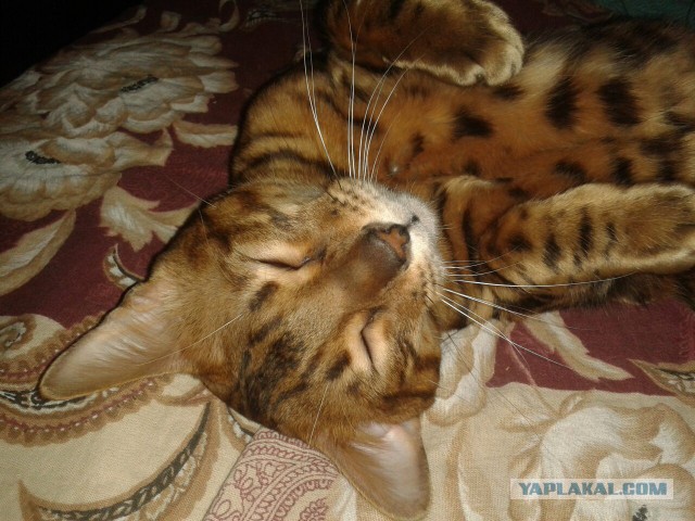 Котовторник 2.12.14