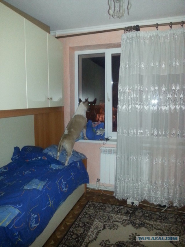 Хотите подсмотреть как ваши питомцы ждут вас?