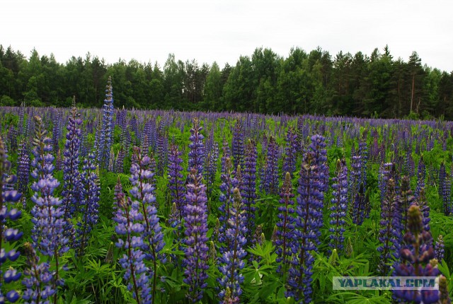 Село Борисоглебское