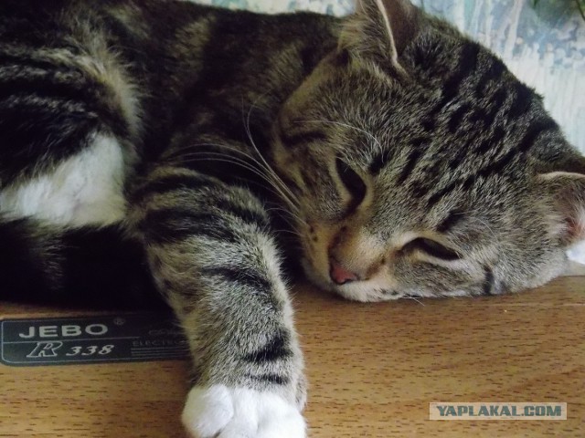 Котовторник