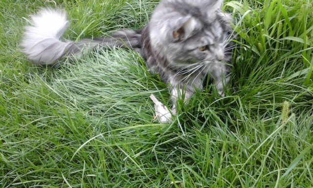 Котовторник 28.07.2015
