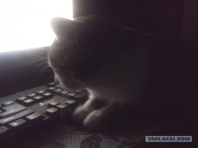 Котовторник  27.10.2015