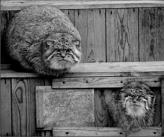 Подборка веселых картинок