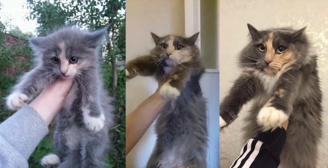 Триптих "Лохматость повысилась!"