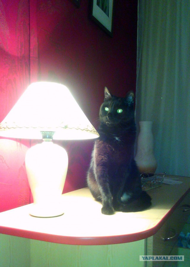 Котовторник  01.03.2016
