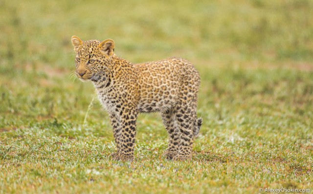 Леопардик Поли