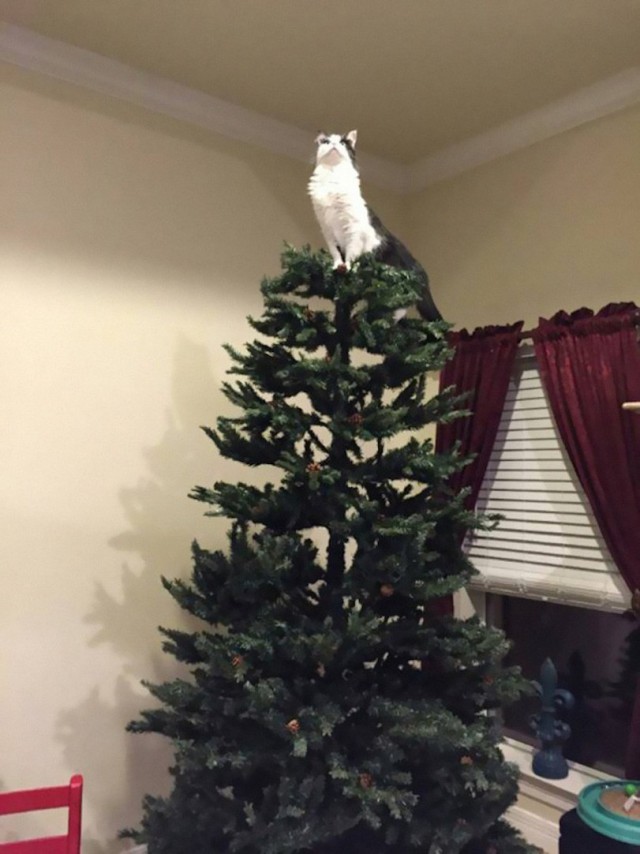Котовторник на вторник, Котовторник