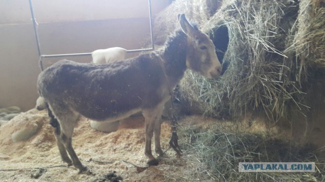 Моя поездка в Казахстан