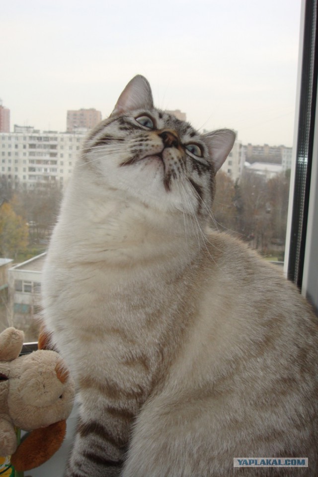Котовторник 28.02.2017